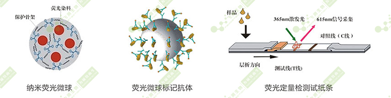 赭曲霉毒素A熒光定量快速檢測(cè)卡