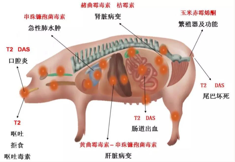 霉菌毒素對(duì)動(dòng)物機(jī)體造成的危害