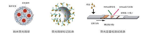 β-內(nèi)酰胺類熒光定量快速檢測卡/試紙條